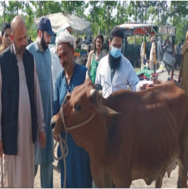 Director Livestock Visits Veterinary Institutions & Cattle Market in Chiniot